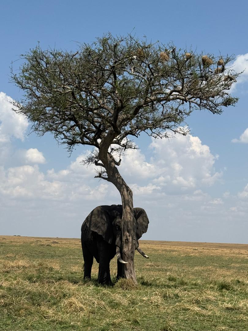 Zebra in Serengeti